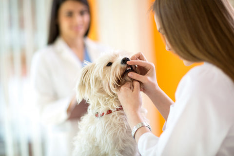 Checking teeth of cute Maltese dog at veterinarian
