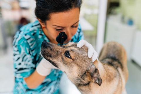 vet-checking-dogs-eyes