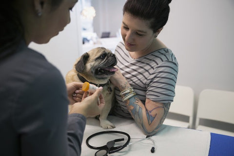 veterinarian explaining treatment for dog