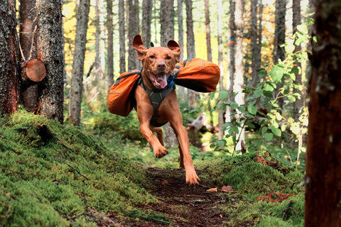 Happy vizsla in orange backpack running in the woods