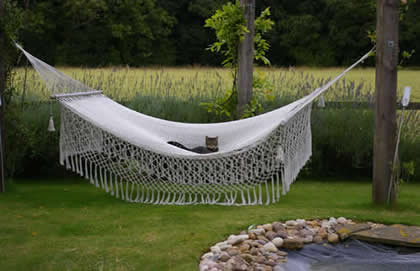 Mexican Hammock with Cat