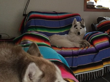 Sofa blanket for dogs