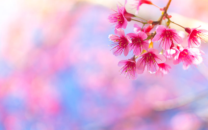 pink-flowers-that-are-born-from-branch-tree