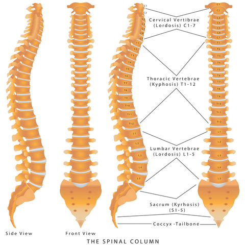 VIVA University | Medical and Safe Patient Terminology - Spinal Column