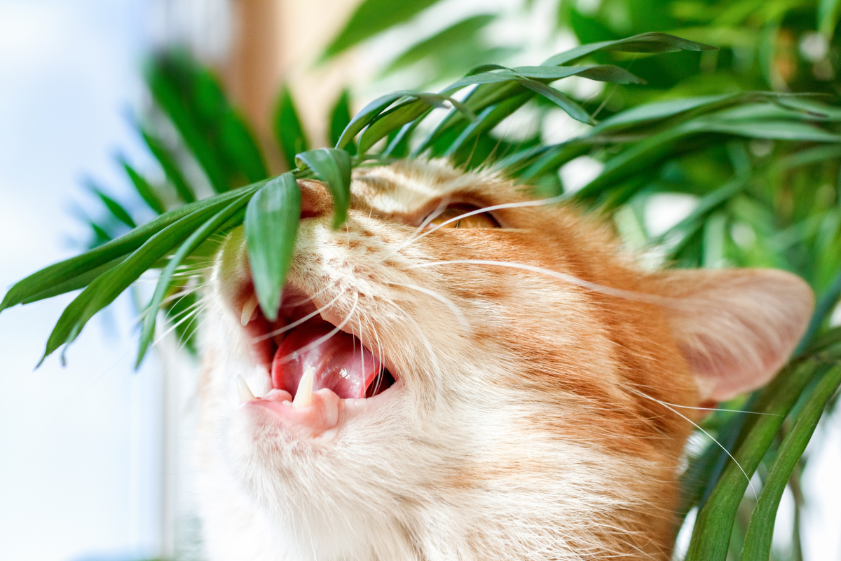 are cat palm plants poisonous to dogs