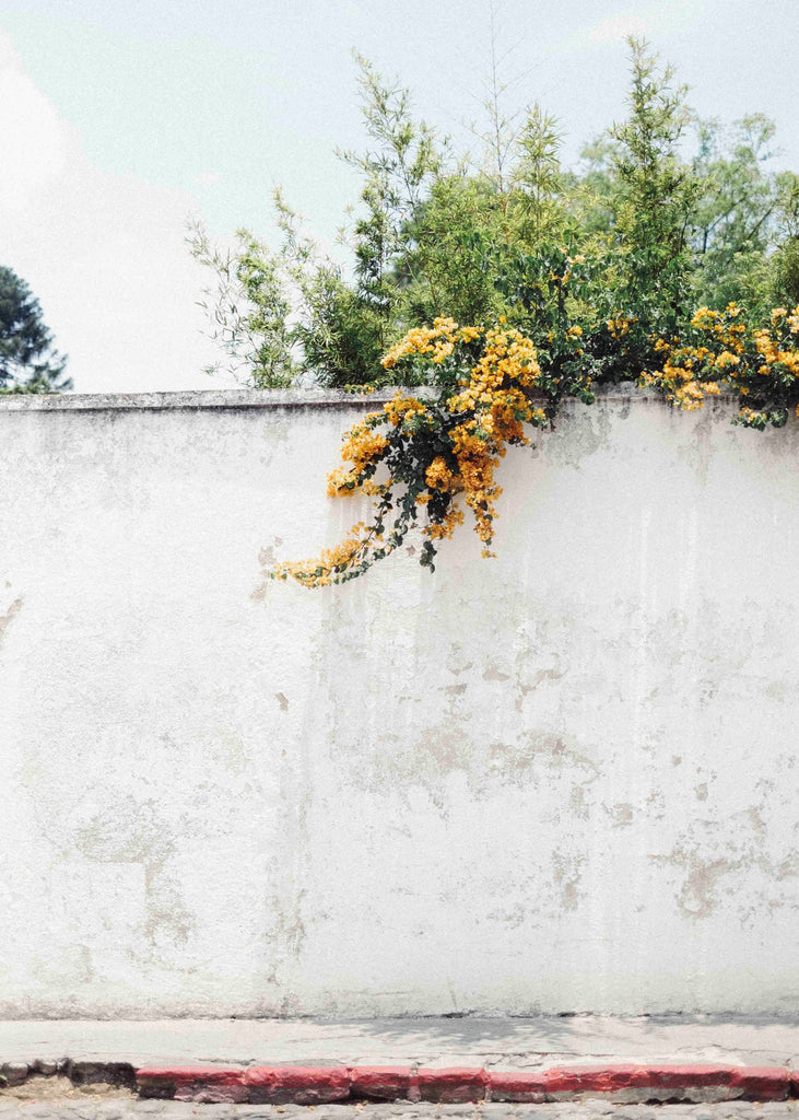 wall antigua guatemala coutume yellow flower