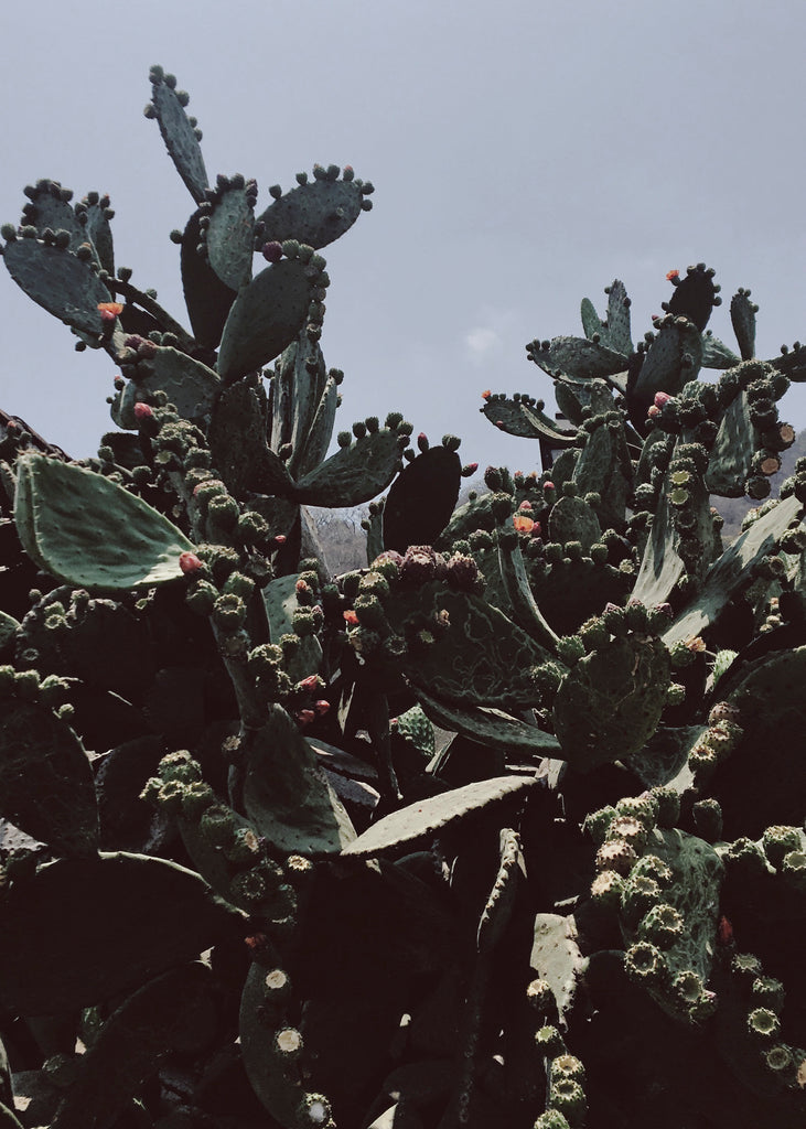 cactus green antigua guatemala