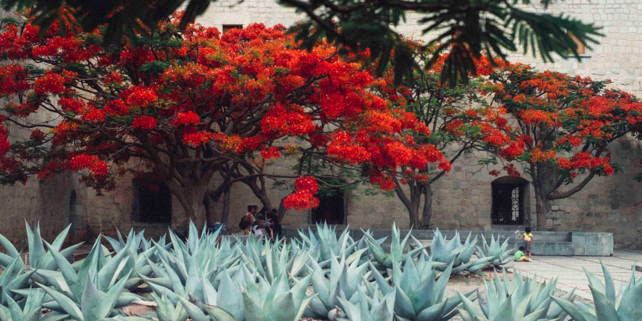 oaxaca city maguey