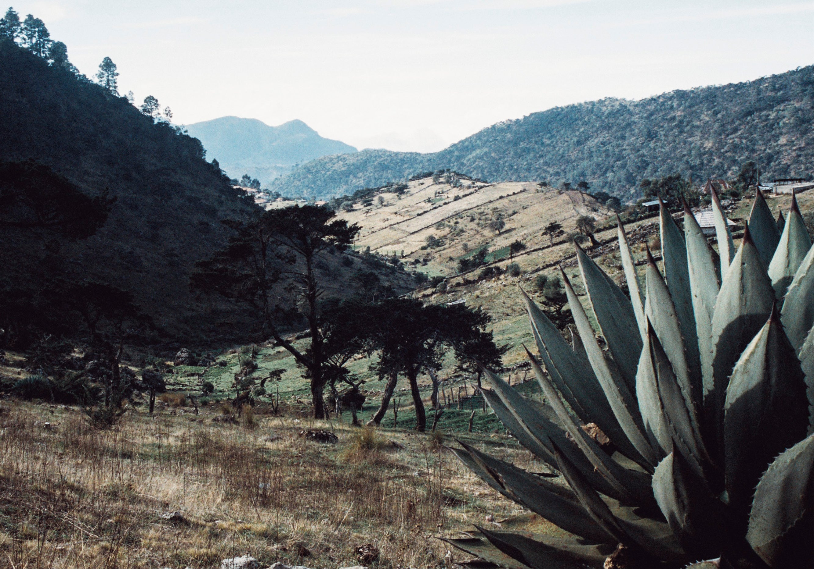 voyage guatemala montagne cactus