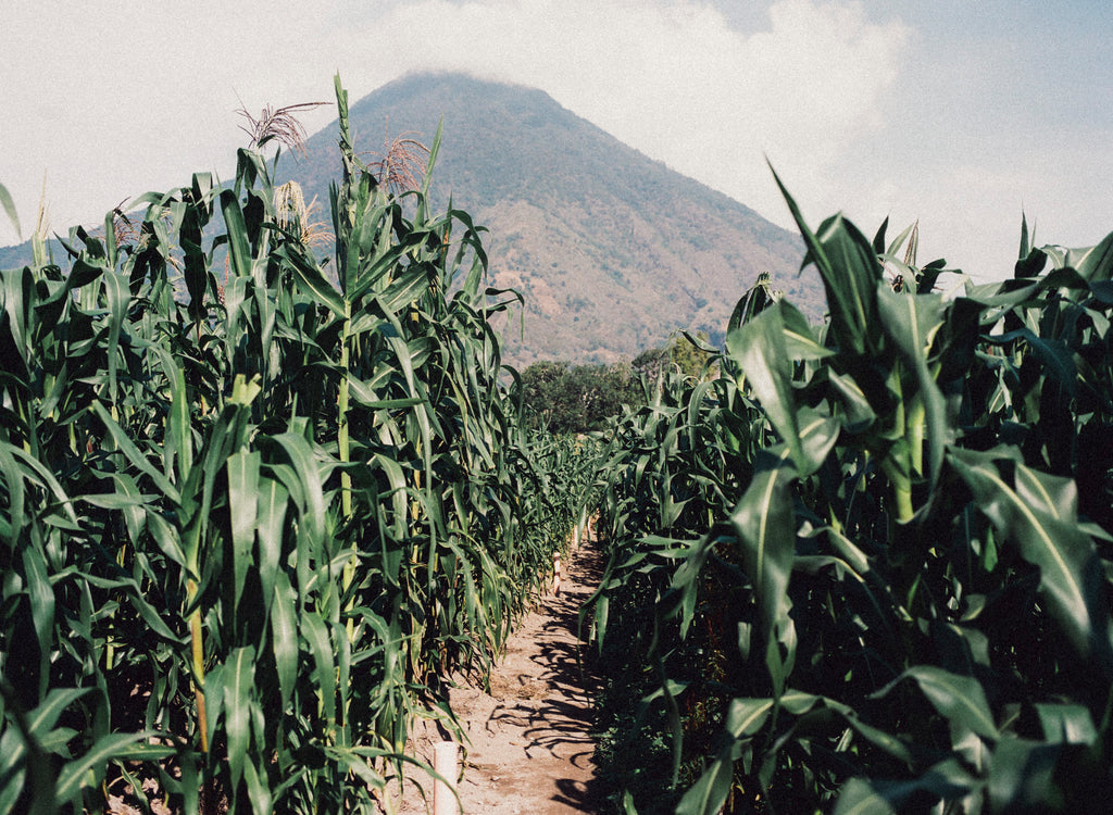 atitlan san pedro volcano green coutume