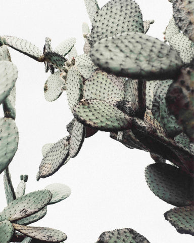 cactus nopal figuier