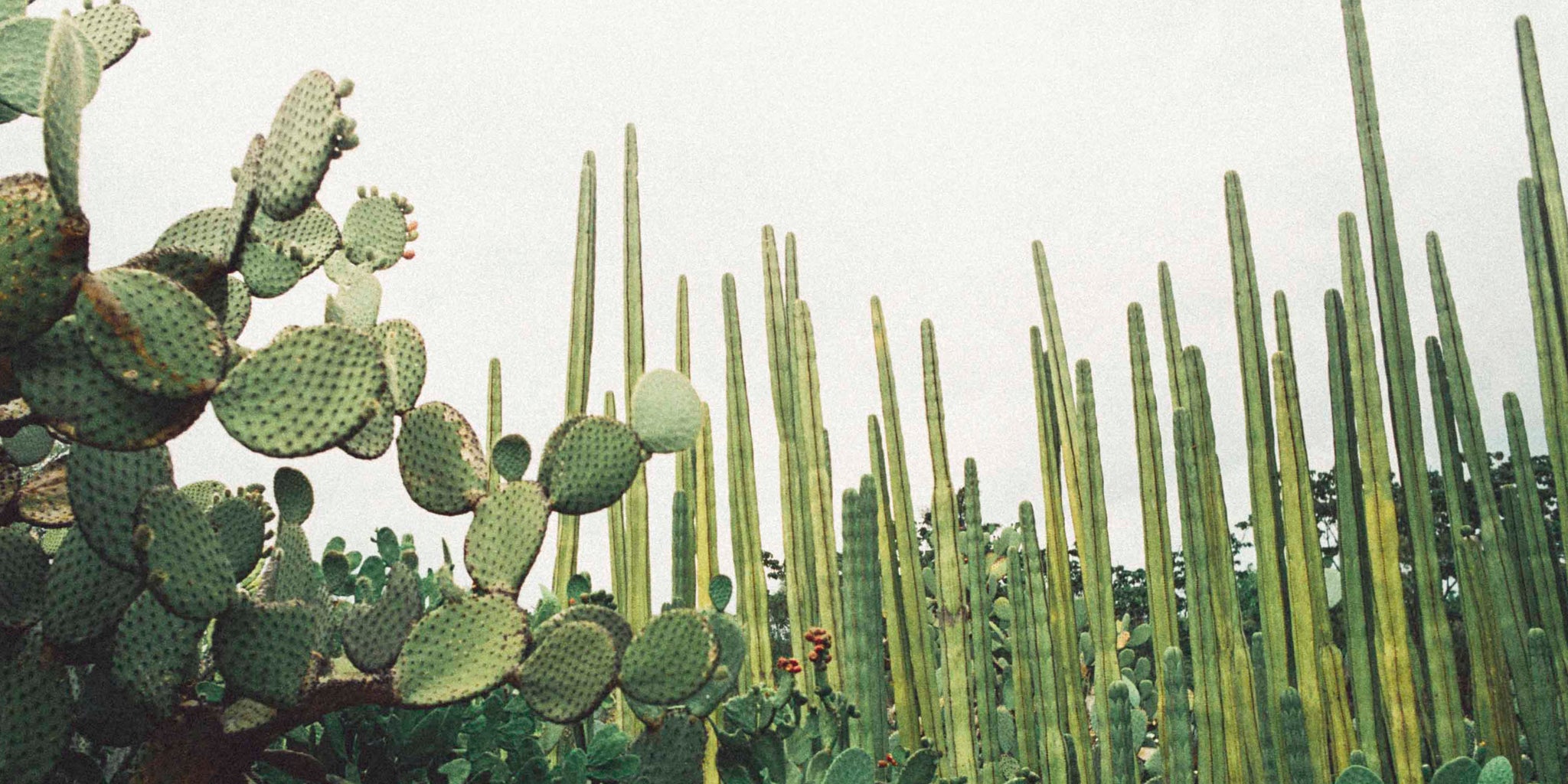 oaxaca gardens coutume cactus