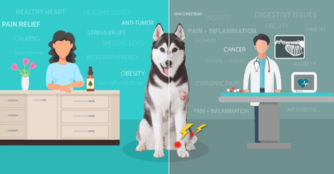 The Endocannabinoid System - Youand Your Dog