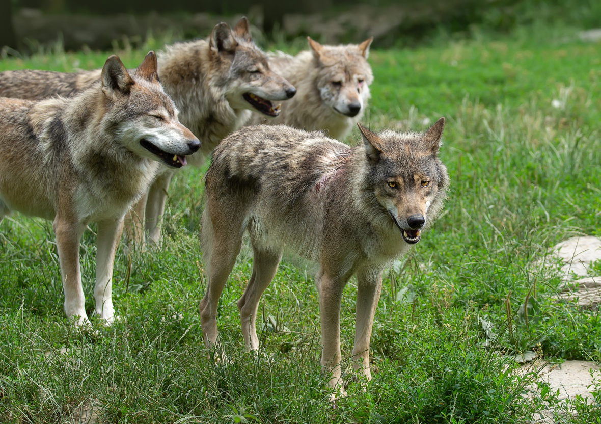 Only captive wolves form dominance hierarchies