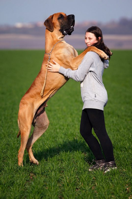 Dogs jump up on people because the behaviour has been reinforced