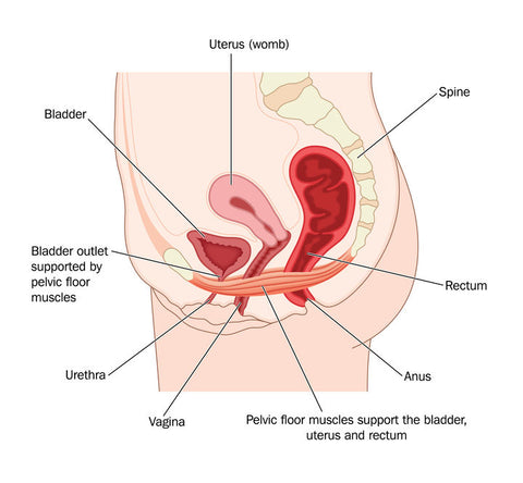 Pelvic floor muscles