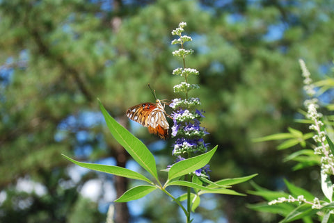 Chasteberry - Vitex tree