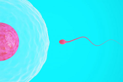 Having sex during your period can lead to pregnancy.