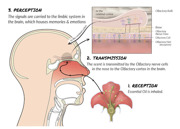 Science of Smell explained | Iryasa Blogs