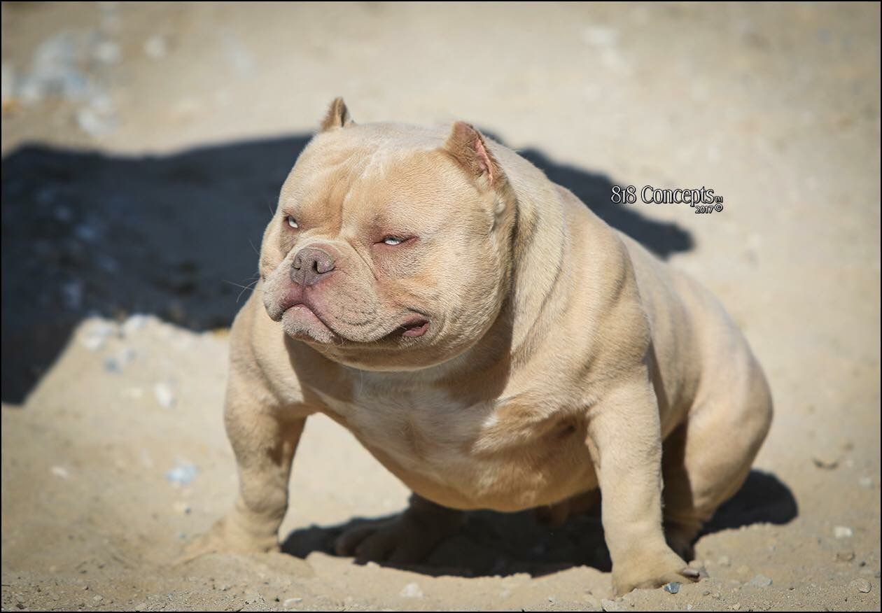 Louis V Line's, Oro, Louis V Line, Omega, Venomline, Venomline South, top pocket bully breeders