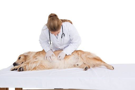 how to help a dog with digestive problems