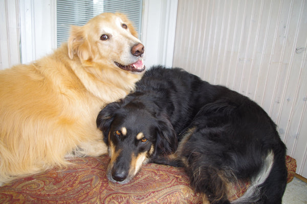 Luke the yellow collie retriever mix laying down with a big black and brown dog