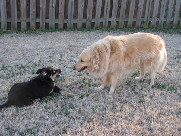 Luke the yellow collie retriever mix playing tug of war with small black dog