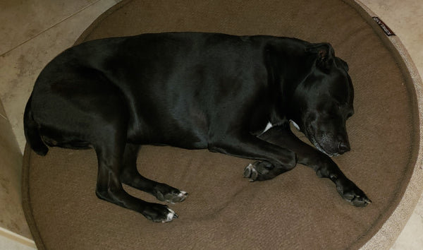 Maddie the big black lab pointer mix laying down on the couch asleep 