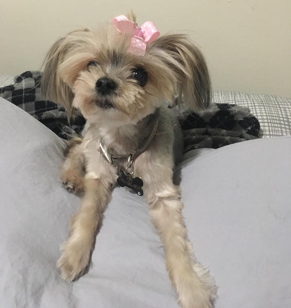 Fifi the yorkie laying on bed wearing pink bow