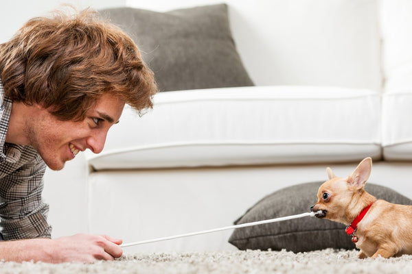 Tiny brown chihuahua playing tug of war with owner