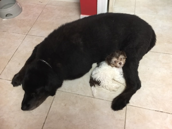 Big black dog cuddling with small brown and white dog