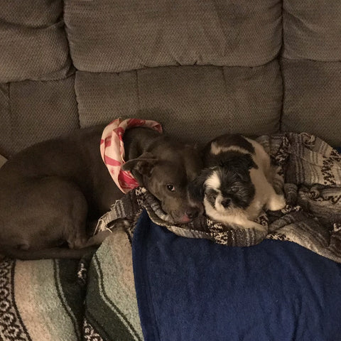 gray pitbull dog and small black and white special needs rescue dog cuddling on couch