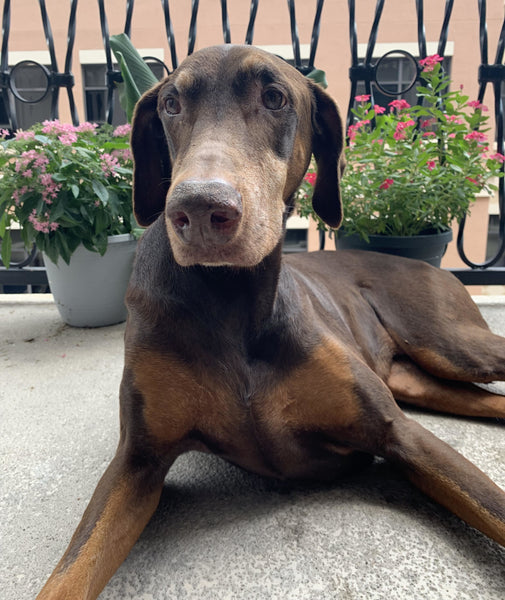 Heidi the brown doberman laying down on a balcony in front of potted flowers