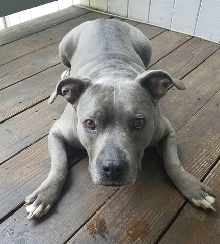 Laila the gray pit mix laying down outside