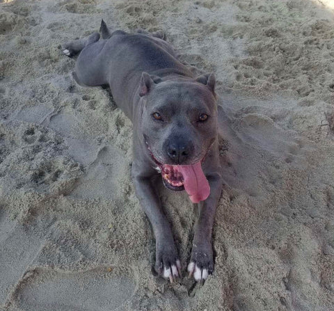 Laila the gray pit mix laying down on the beach with her tongue hanging out