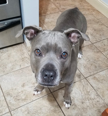 Laila the gray pit mix standing inside