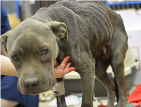 Laila the gray pit mix emaciated before she was adopted in to her forever home