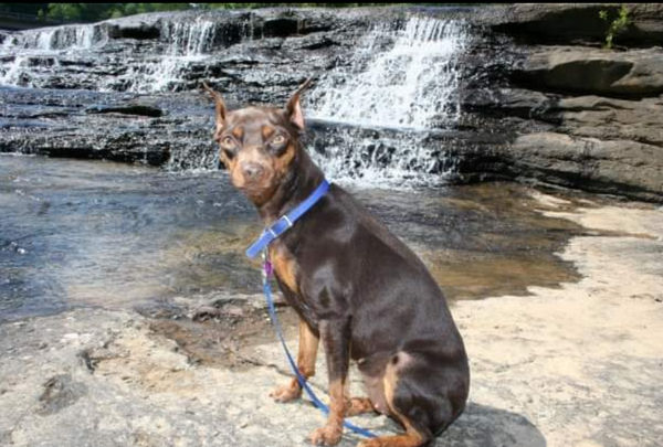 small brown dog Princess standing and posing in front of a waterfall 