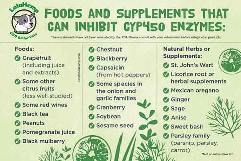 Food and Supplements That Can Inhibit CYP450 Enzymes Infograph