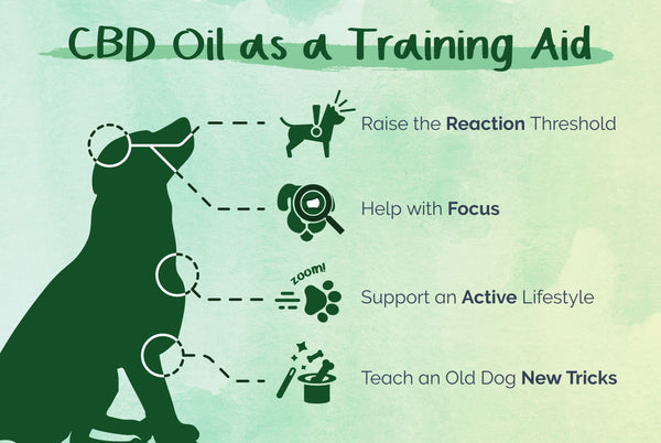 CBD Oil as a training aid Infographic