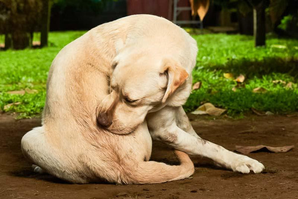 Yellow Lab itching their backside 