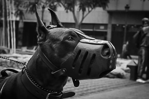 Black doberman dog wearing a muzzle