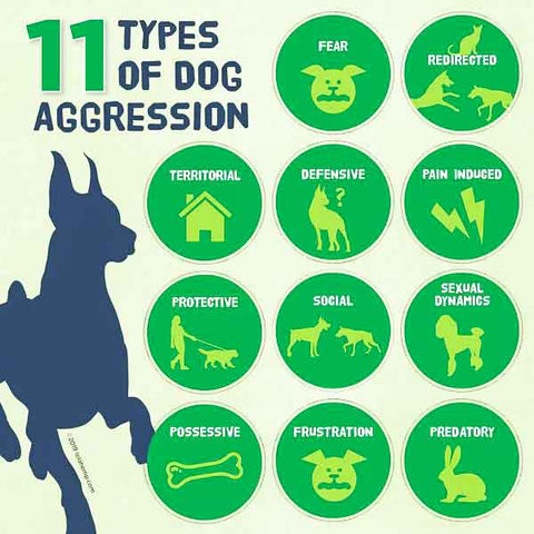 11 Types of Dog Aggression Infograph