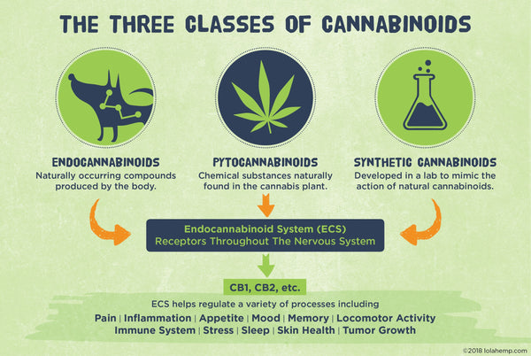 Three Classes of Cannabinoids Infographic