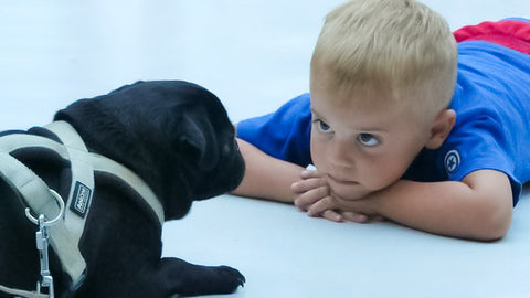 little boy laying down staring at small black puppy in a harness