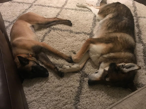 Two german shepherd dogs laying down cuddling
