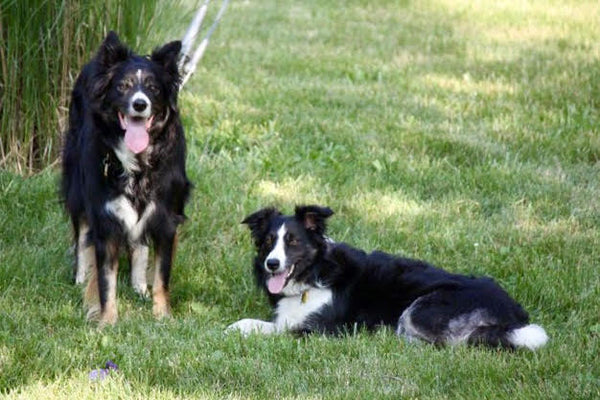 Lily the black and white Border Collie with another black and white border collie laying outside