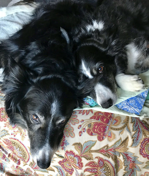 Lily the black and white Border Collie laying in bed with another border collie