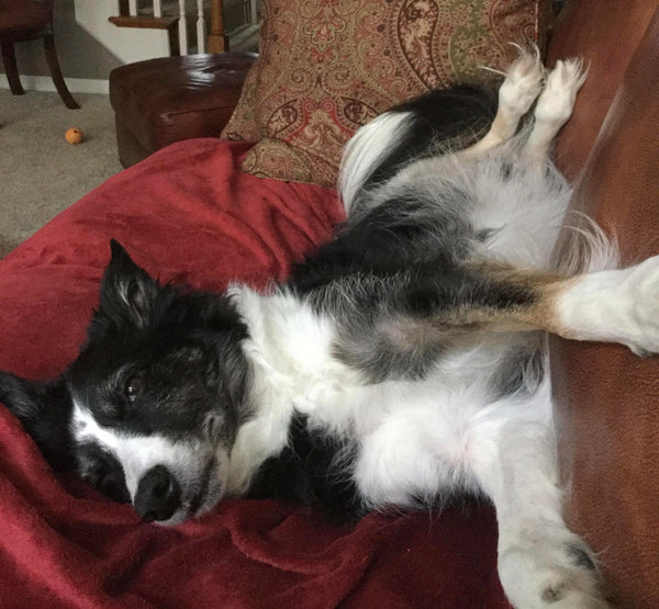 Lily the black and white Border Collie laying down on the couch on a red blanket