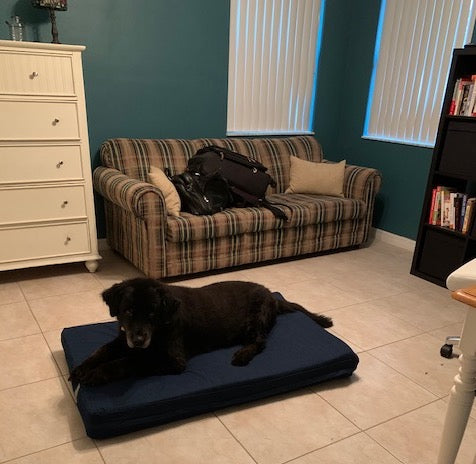 black lab laying on a dog bed in the middle of the floor